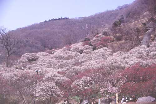 湯河原温泉梅林 梅の宴