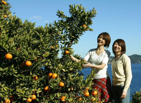 湯河原温泉　みかん狩り