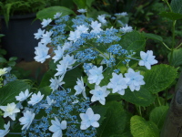 梅雨の季節には可憐な紫陽花が良く似合います。