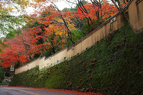 奥湯河原　紅葉